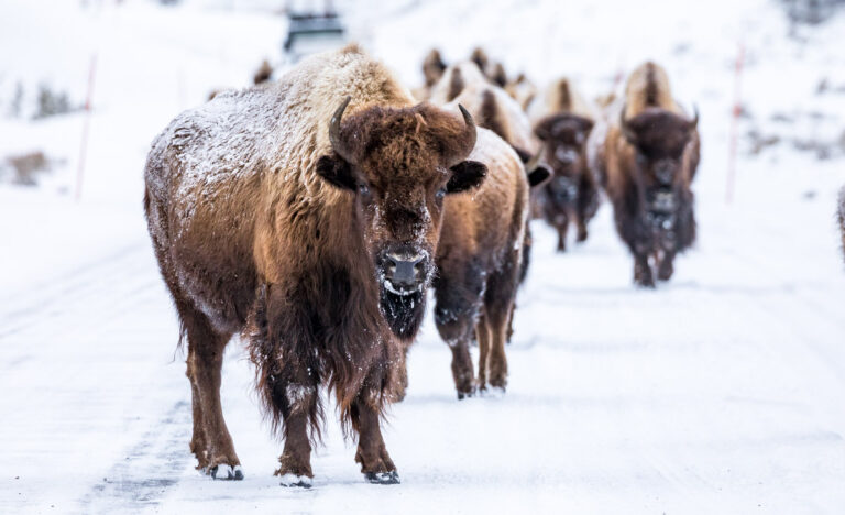 Yellowstone Wildlife Photography Tour,Yellowstone Wildlife Photo Tour ...